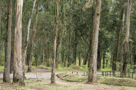 Forest with pathの写真素材