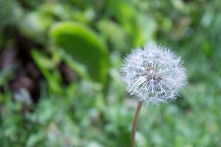 Dandelion in meadowの写真素材