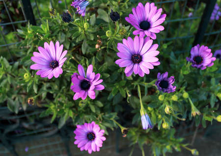 Close-up of purple flowers in contrast to their green leaves