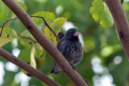 The Galapagos finches were the inspiration of Charles Darwin for the theory of evolution