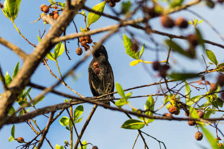 The finch is a bird that lives in the Galapagos Islands and inspired by the shapes of its beaks to...