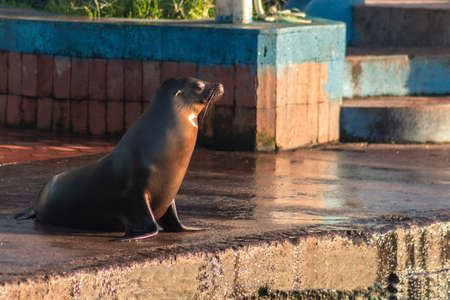 Close-up of Galapagos sea lion on a pier of Santa Cruz Islandの写真素材