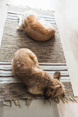 Shot from above of two yellow dogs resting peacefully on a carpetの写真素材