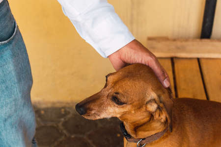 Close-up of a hand stroking on the head of a dachshund, dogの写真素材