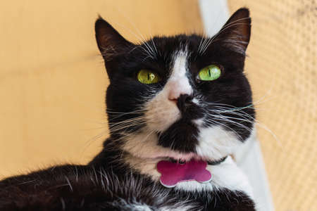 Head of a black and white cat with green eyes