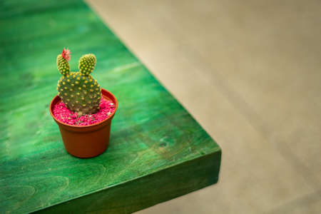 A small cactus on a green wooden textured table in a small potの写真素材