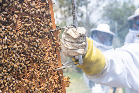 Close-up, selective focus of a honeycomb held by the hand of a beekeeper
