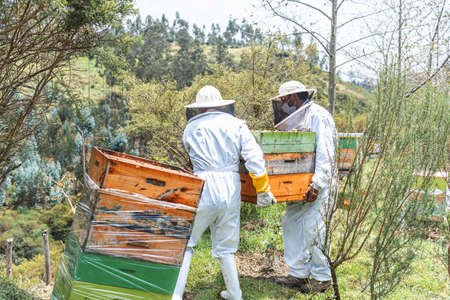 Two male beekeepers carry honeycombs in the fieldの写真素材