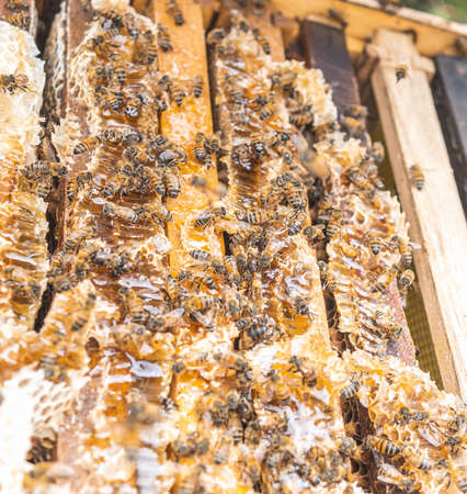 Selective focus of bees working on a honey hive. Beekeeping concept
