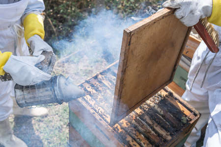 Close-up of a smoker using smoke to tranquilize bees from a honeycomb or hive during honey harvestingの写真素材