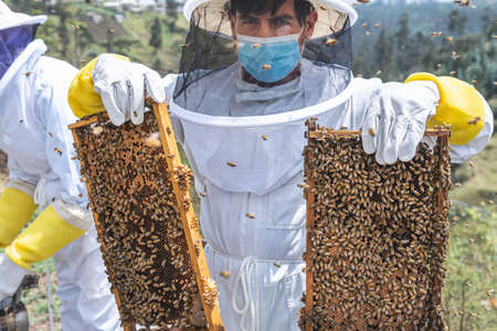 A beekeeper looking at camera shows two frames of honeycomb during the honey harvest