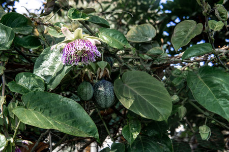 Purple passion fruit flower with unripe green fruits behind the leavesの写真素材