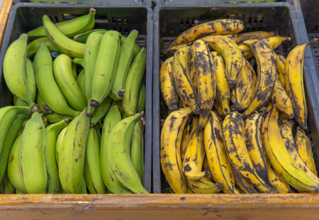 A drawer with green bananas next to one with ripe bananas that are used to prepare different Latin American foodsの写真素材