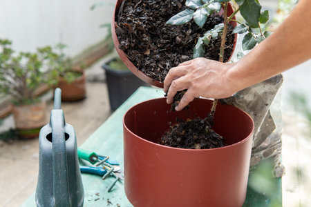 Close-up of a man's hand placing soil in a pot with a plant in the garden at home. Sowing in the...