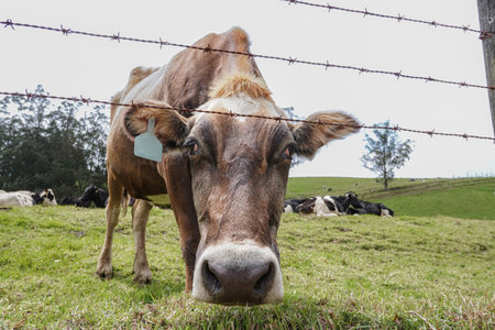 Wide angle shot of a brown cow looking at camera behind a barbed wire fence in the countryside
