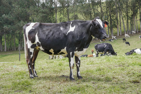 Side shot of a Holstein cow mooing in a field with other black and white cows grazing in the backgroundの写真素材