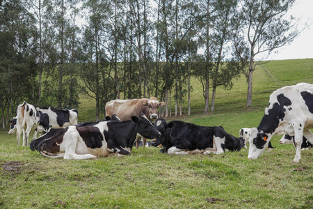 Group of Holstein cows resting on the grass in the field in front of some treesの写真素材