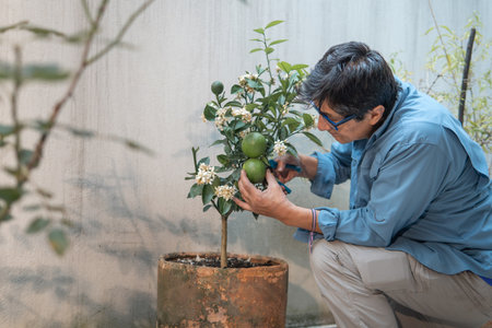 Man pruning green limes on a small citrus tree, enjoying gardening as a hobbyの写真素材
