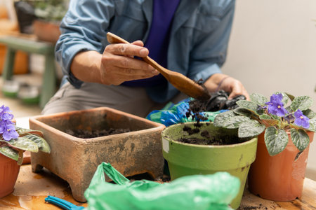 Person's hands repotting African violets, adding fresh soil using a wooden spoon