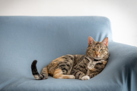 Domestic feline pet lying on a comfortable couch, resting peacefully indoorsの写真素材