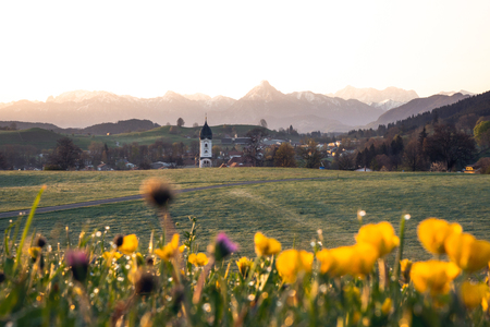 Beautiful dandelion field in Nesselwangの写真素材