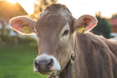 Cattle in the landscape of the Allgäu