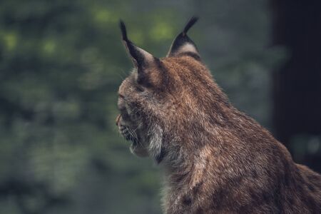 Lynx in a wild park of Saxon Switzerlandの写真素材