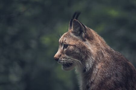 Lynx in a wild park of Saxon Switzerlandの写真素材