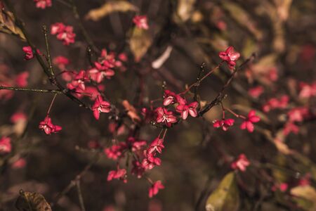 Wild bush in the autumnの写真素材
