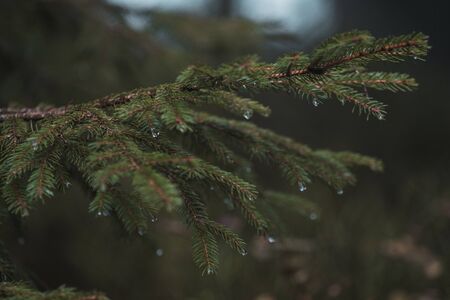 Green branch of a spruceの写真素材