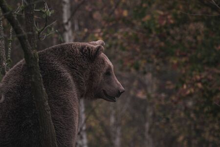 Brown bear in the forest