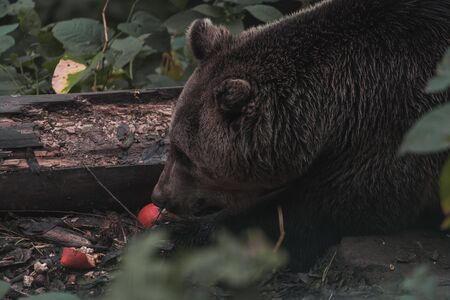 Brown bear in the forestの写真素材