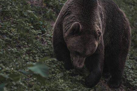 Brown bear in the forestの写真素材