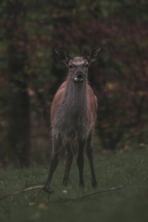 Red Deer in the nature of theの写真素材