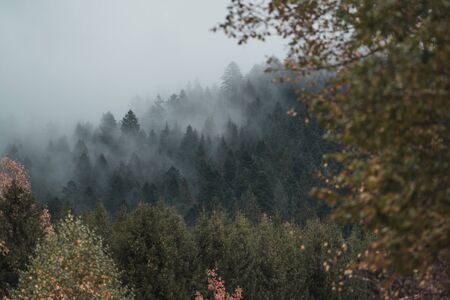 Mystical mood above the forest