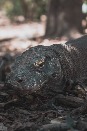 Dragons at the Komodo Islandの写真素材