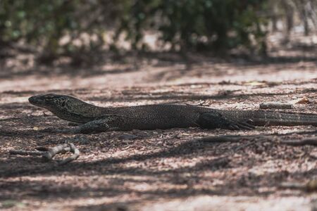 Dragons at the Komodo Islandの写真素材