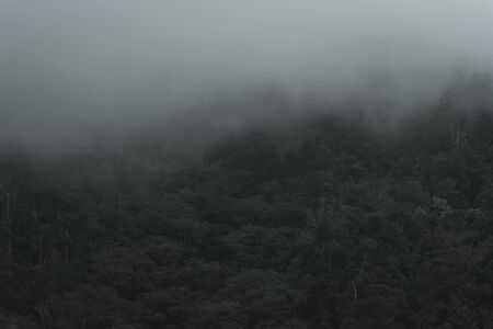 Rain forest of Flores in Indonesiaの写真素材