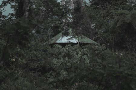 Rain forest of Flores in Indonesia