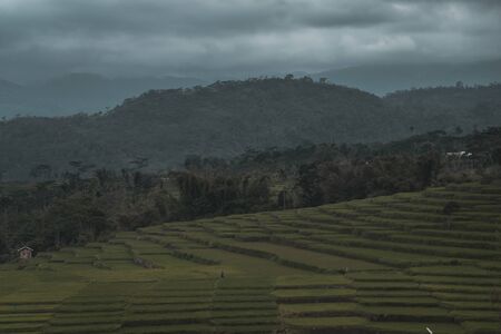 Rice fields in the landscape of Indonesia