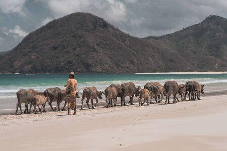 Cows at the beach of Lombokの写真素材