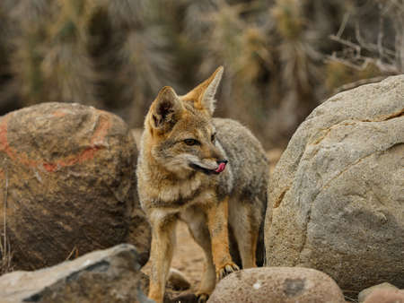 Chile wild desert fox view
