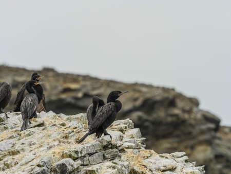 Chile coast sea bird wildlifeの写真素材