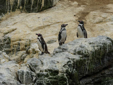 Chile wild penguin patagonia natureの写真素材
