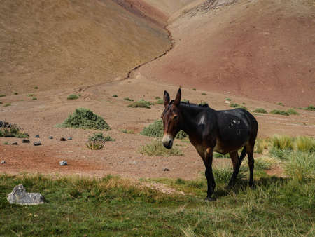 Chile atacama desert donkey wildlifeの写真素材