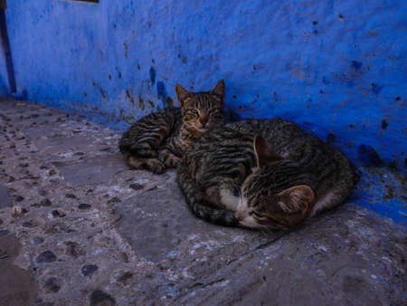 Morocco chefchaouen two cats lie on the street in the blue cityの写真素材