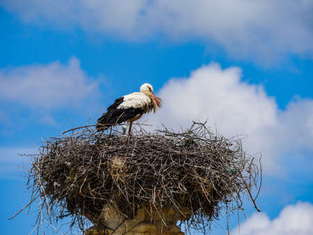 Morocco Stork nest on a history roman pillarの写真素材