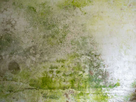 Green mould on a white wall background texture templateの写真素材