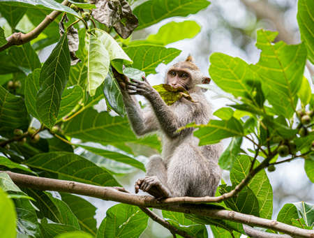 A monkey in the secred monkey forest in Ubud, Bali Indonesia eating a big leaf