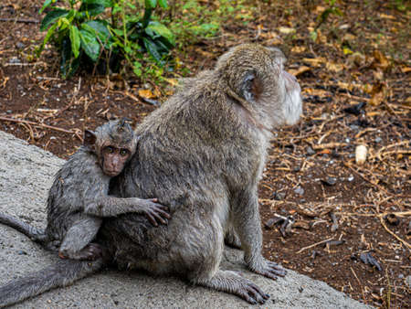 Two Monkeys next to the uluwatu temple on Bali Indonesia, young monkey with his mother
